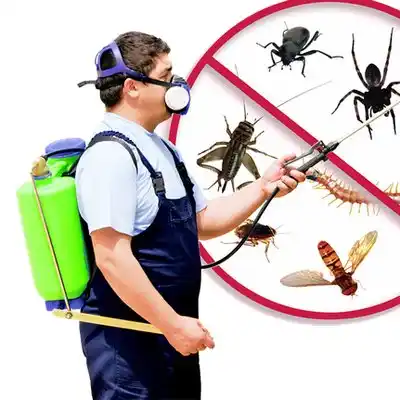 pest control Savannah